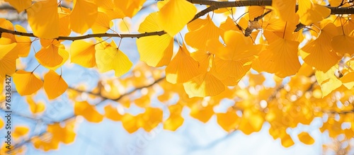 Yellow leaves on a tree bra...
