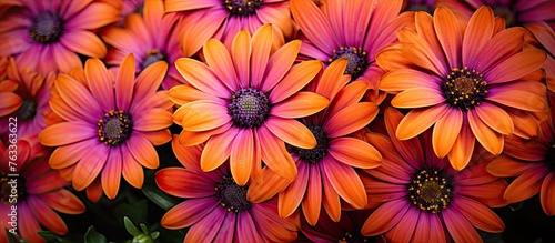 Orange Flowers in a Cluster
