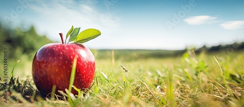 An apple resting in the field