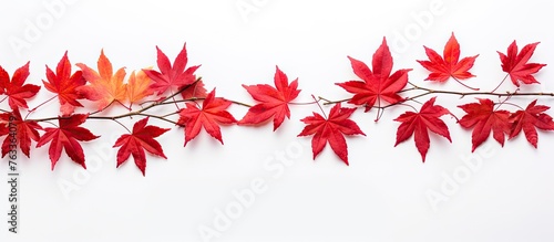 Close-up of red leaves on a...