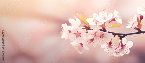 Close-up of flower bloom on tree branch