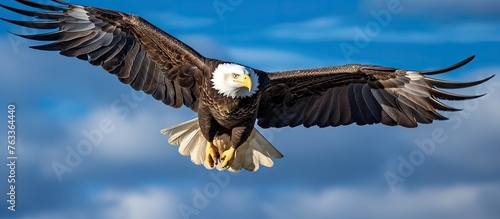 Bald eagle soaring freely w...