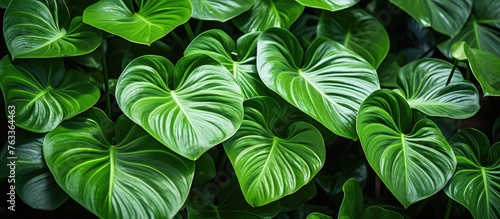 Green leaves close-up on plant