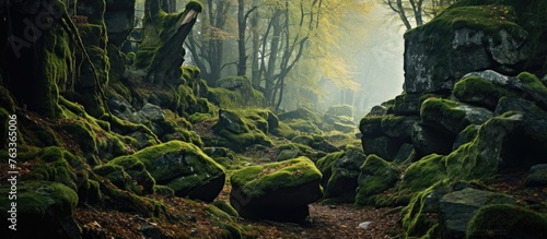 Autumn forest with mossy ro...