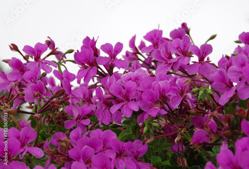 Blooming purple pink flower hedge