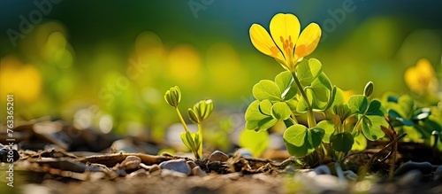 Yellow flower and green lea...