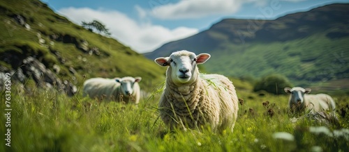 Four sheep in a field of grass photo