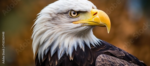 A majestic bald eagle with ...