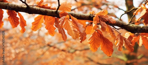 Close-up of autumn branch with leaves, Scotland