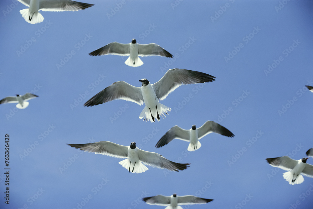 Laughing gulls (Larus atricilla) in breeding coloration, one molting, hover against a solid blue sky, their wings spread wide; Virginia, United States of America Laughing gulls (Larus atricilla) in breeding coloration, one molting, hover against a solid blue sky, their wings spread wide; Virginia, United States of America