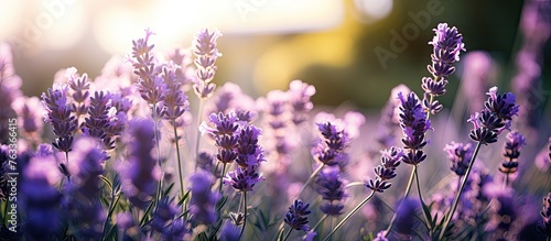 Lavender field illuminated by sunlight and selective focus on growing plants