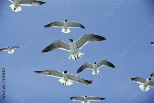 Laughing gulls (Larus atricilla) in breeding coloration, one molting, hover against a solid blue sky, their wings spread wide; Virginia, United States of America photo
