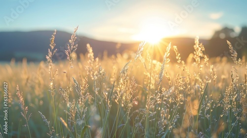 Beautiful panoramic background of grasses on a field