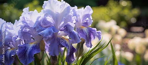 Purple and white flowers with green grass in a garden