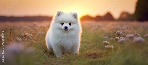 Fluffy dog sits in grassy f...