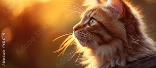 Cat gazing at the sun in the golden sunset