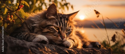A feral cat lounging on a b...