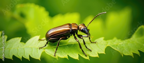 Brown beetle on green leaf ...