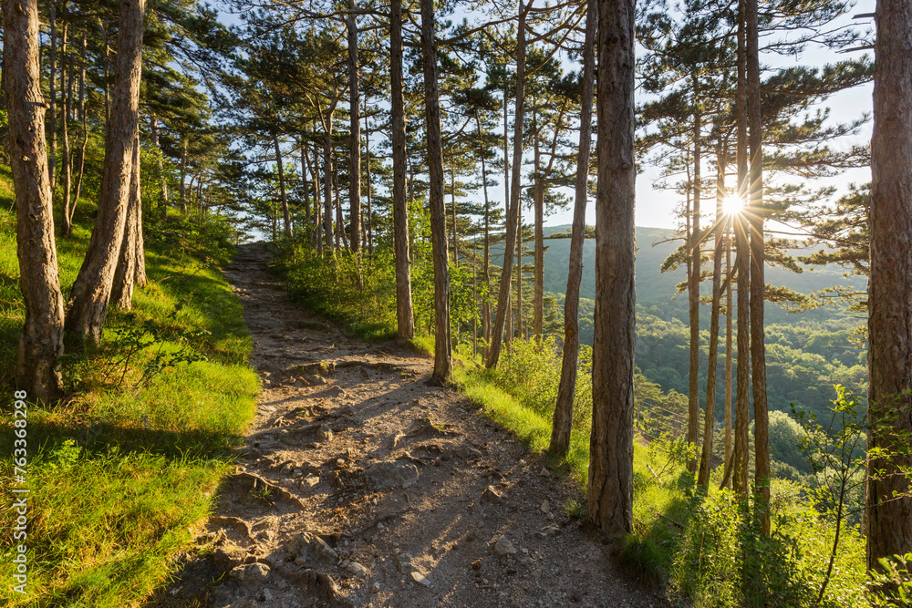 Fototapeta premium Weg zur Ruine Raueneck, Föhrenwald, Helenental, Wienerwald, Baden bei Wien, Niederösterreich, Österreich