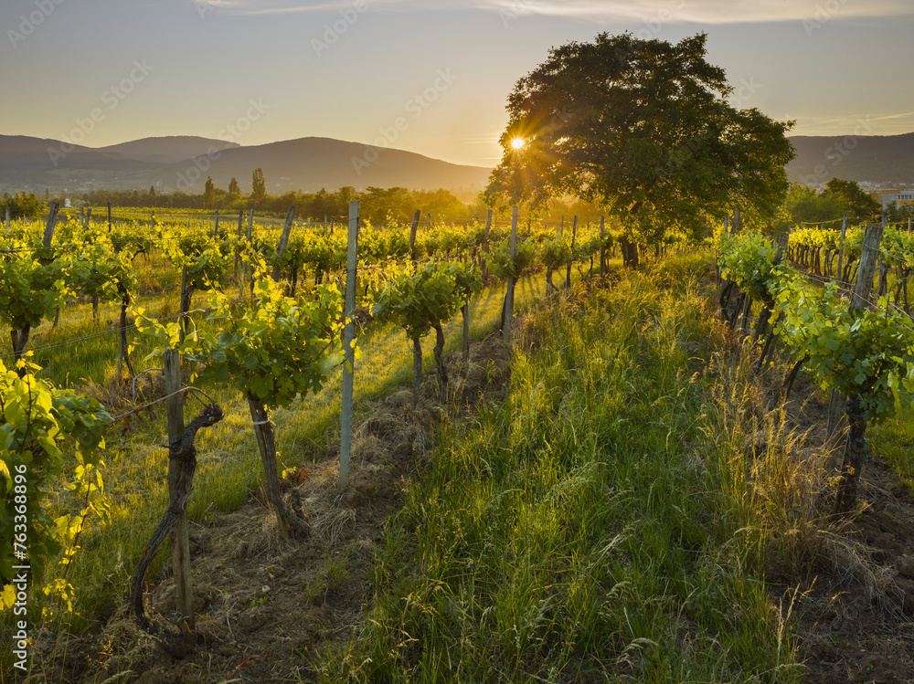 Naklejka premium Sonneuntergang am Harterberg, Weinberge, Wienerwald, Baden bei Wien, Niederösterreich, Österreich