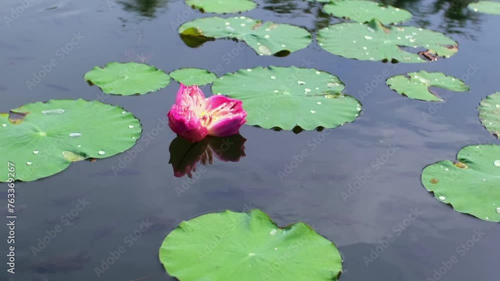 Pond with lotuses and fish. Water lily close up. Sacred lotus flower in Buddhism. Fishes swim in the water. Calmness and tranquility. Spa treatments, yoga, meditation. Tropical nature. Pond with lotuses and fish. Water lily close up. Sacred lotus flower in Buddhism. Fishes swim in the water. Calmness and tranquility. Spa treatments, yoga, meditation. Tropical nature.