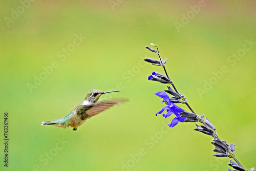Female Ruby-throated hummingbird (Archilochus colubris) hovers near a black and blue salvia blossom; Weaverville, North Carolina, United States of America photo