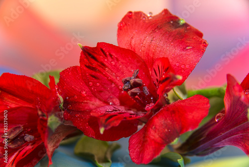 Red Peruvian lilies (Alstromeria) in bloom; Studio photo