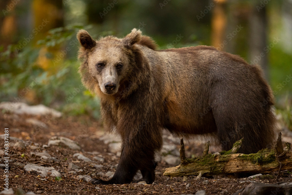 OURS DE SLOVENIE OURS DE SLOVENIE