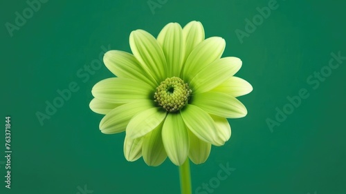 One green flower on green monochrome background. Copy space, place for text, empty space. View from above.