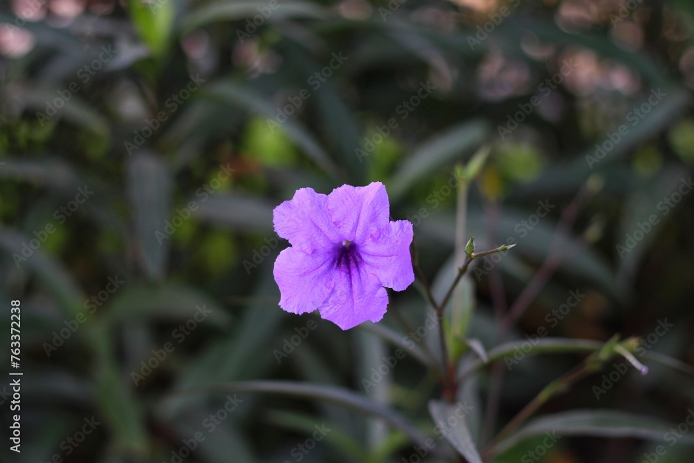 Obraz premium Close up view of beauty Ruellia Angustifolia