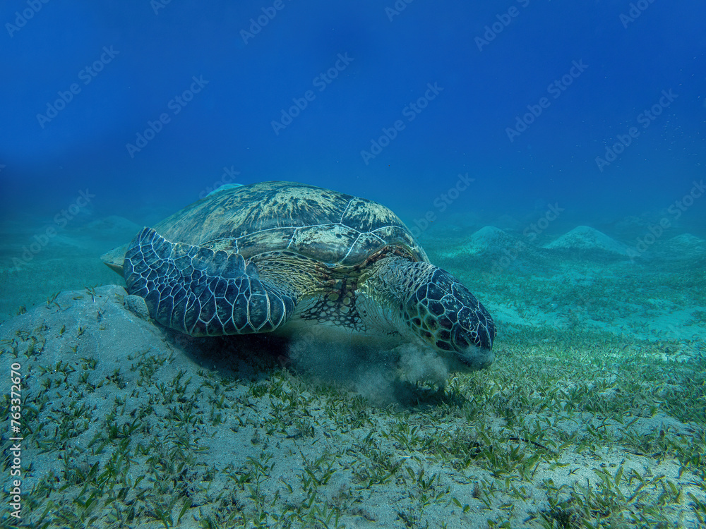 Fototapeta premium Water turtle in the coral reef during a dive in Bali