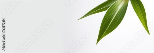 One white lily flower on white monochrome background. Copy space, place for text, empty space. View from above. Banner