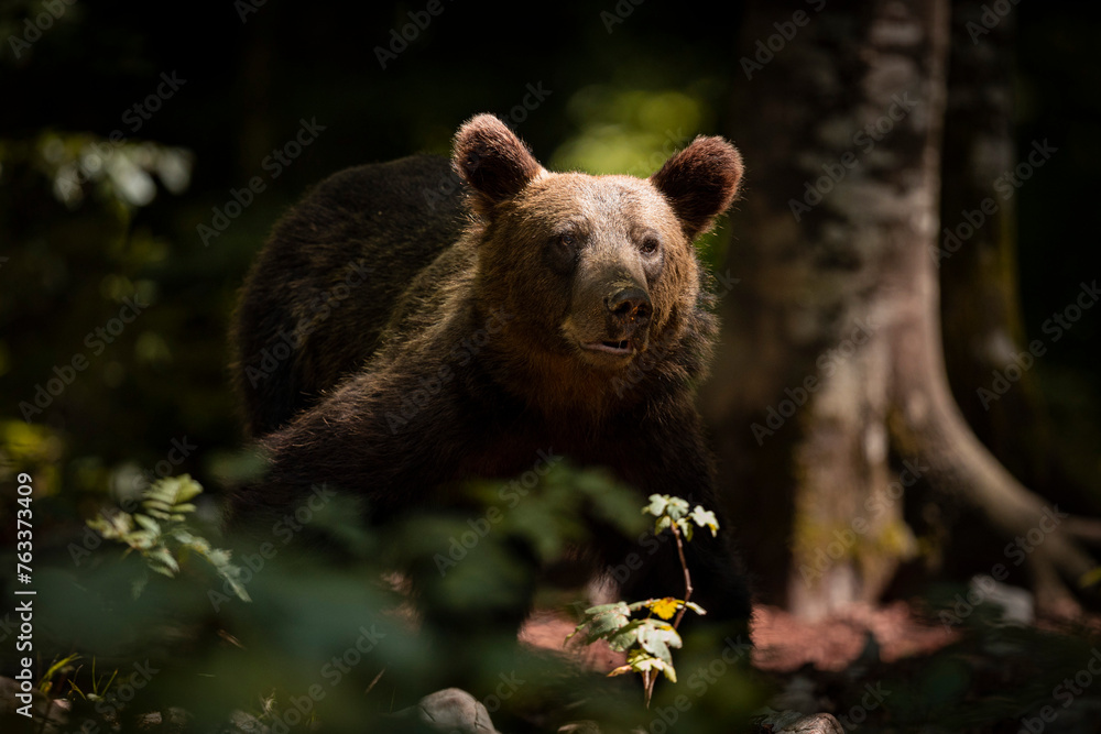 Fototapeta premium OURS DE SLOVENIE