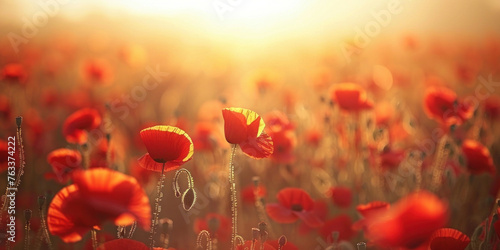 Vibrant Red Poppies Blooming in a Field at Sunset with the Sun Shining in the Background