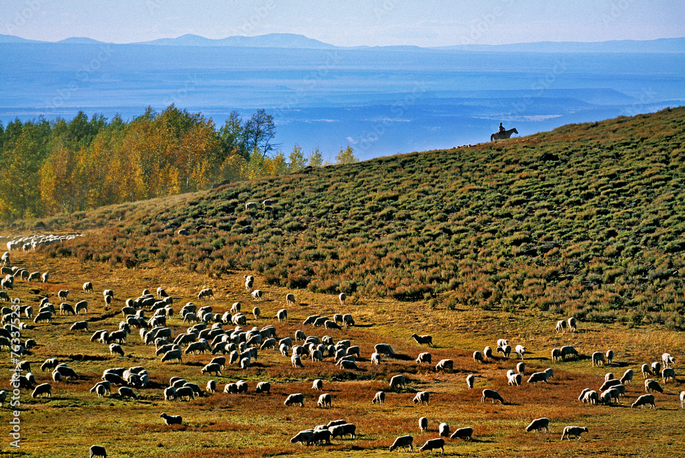 Typical Oregon Rancher From atop a distant hill, a rancher on horseback watches over his herd ...