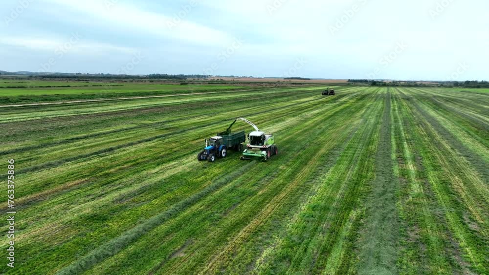 Forage harvester on grass cutting for silage in field. Cutting grass silage at field. Self-propelled Harvester on Hay making for cattle at farm. Tractor with trailer transport of hay grass silage. Forage harvester on grass cutting for silage in field. Cutting grass silage at field. Self-propelled Harvester on Hay making for cattle at farm. Tractor with trailer transport of hay grass silage.