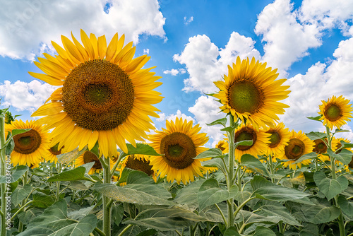 Field of sunflowers in bloom under a blue sky with cloud in southwestern Ontario; Strathroy, Ontario, Canada photo