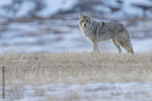 Coyote (Canis latrans) standing on the landscape of Grasslands National Park in Saskatchewan, Canada; Val Marie, Saskatchewan, Canada photo