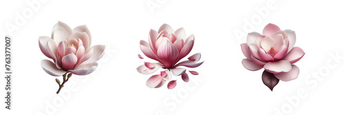 Set of Magnolia blooms with petals, illustration, isolated over on transparent white background