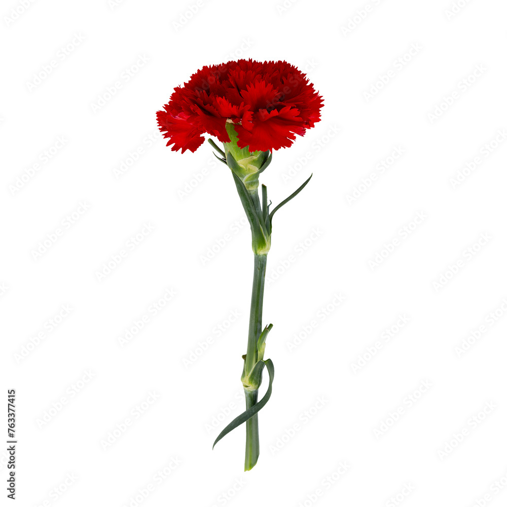 Flowers on a white background. Decorative flowers Flowers on a white background. Decorative flowers