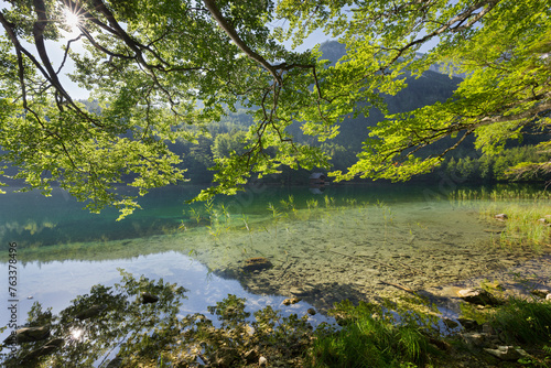 Buche am Ufer, Hinterer Langbathsee, Höllengebirge, Salzkammergut, Oberösterreich, Österreich