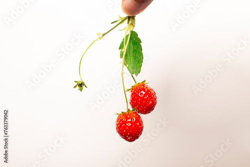 woman's hand picking up fresh red strawberries in isolation on white background
