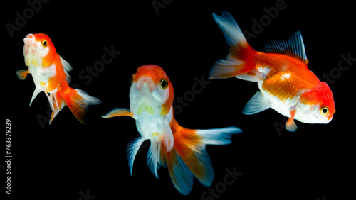 a group of goldfish swimming in a dark background.