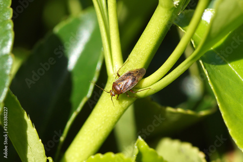Bilde på lerret Small, hairy European tarnished plant bug, Lygus rugulipennis