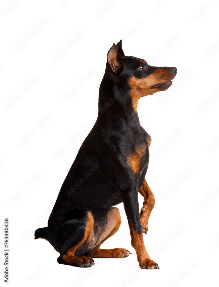 Friendly miniature pinscher giving a paw, isolated on white background