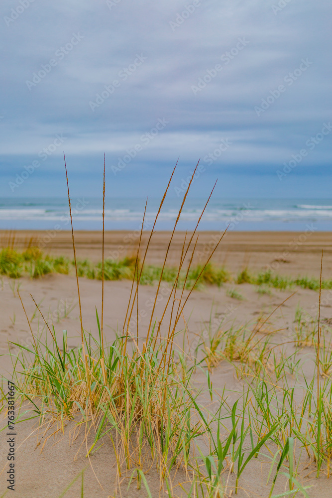 View of the ocean and sandy shore through beach grass with a grey, cloudy sky; Long Beach, Washington, United States of America View of the ocean and sandy shore through beach grass with a grey, cloudy sky; Long Beach, Washington, United States of America