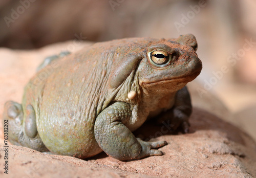 Coloradokröte - Colorado River toad