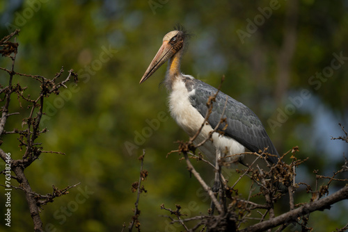 Close-up portrait of an Asian woolly-necked stork (Ciconia episcopus) in profile standing on a tree branch; Madhya Pradesh, India photo