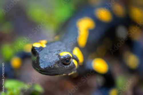 Billede på lærred Closeup real photography of a fire salamander (Salamandra salamandra)
