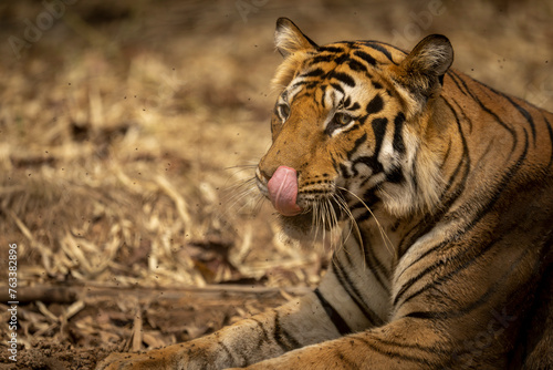 Close-up portrait of a Bengal tiger (Panthera tigris tigris) lying on the ground licking its nose; Madhya Pradesh, India photo